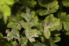 Podosphaera clandestina