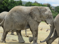 Elephantidae