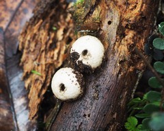Lycoperdon compactum