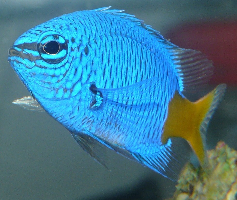 Goldtail Demoiselle