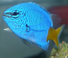 Goldtail Demoiselle photo 3