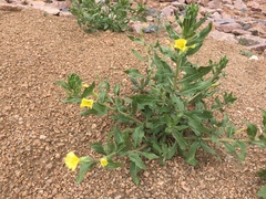 Oenothera villosa strigosa