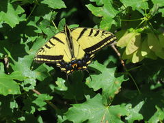 Papilio multicaudata pusillus
