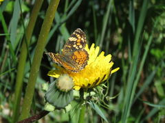 Phyciodes pulchella camillus