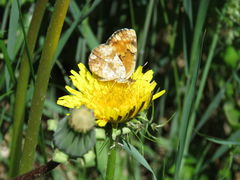 Phyciodes pulchella camillus