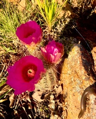 Echinocereus reichenbachii baileyi