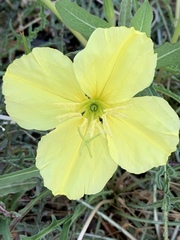 Oenothera flava