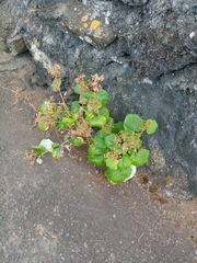 Pericallis malvifolia