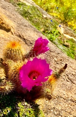 Echinocereus reichenbachii baileyi