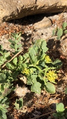 Rorippa curvisiliqua