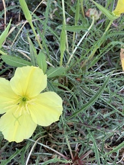 Oenothera flava
