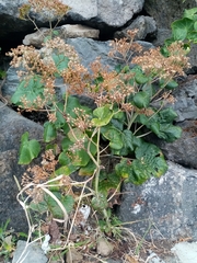 Pericallis malvifolia
