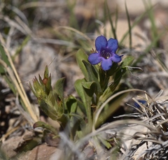 Penstemon dolius duchesnensis
