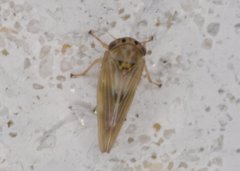 Agallia albidula