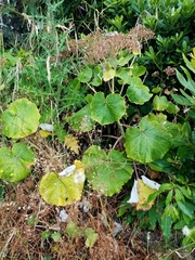 Pericallis malvifolia
