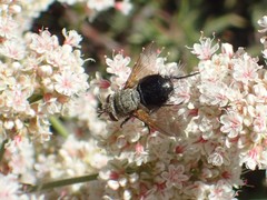 Archytas analis