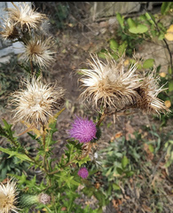 Cirsium vulgare
