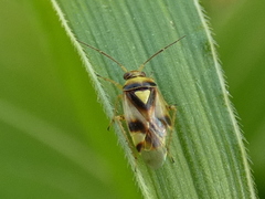 Orthops kalmii