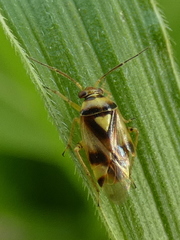 Orthops kalmii