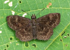 Staphylus ascalon