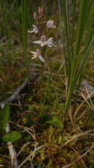 Galearis rotundifolia