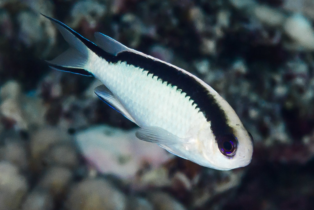 Tahiti Damsel