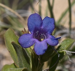 Penstemon dolius duchesnensis