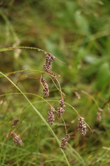 Luzula spicata