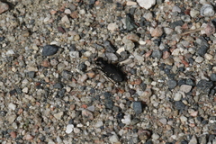 Cicindela longilabris