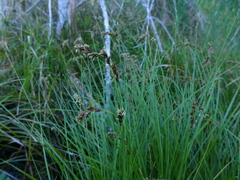 Carex cusickii