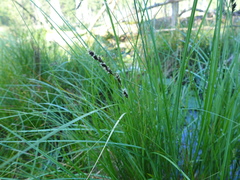 Carex cusickii