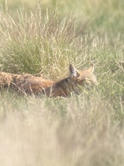 Vulpes velox