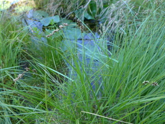 Carex cusickii