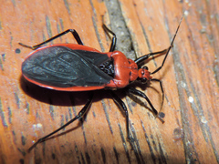 Rhiginia cinctiventris