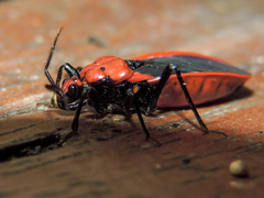 Rhiginia cinctiventris