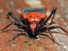 Rhiginia cinctiventris