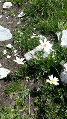 Anemonoides baldensis