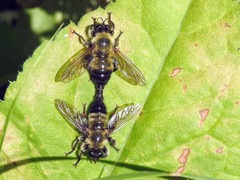 Laphria sacrator