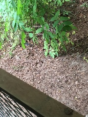 Pipilo maculatus oregonus