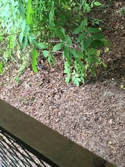 Pipilo maculatus oregonus