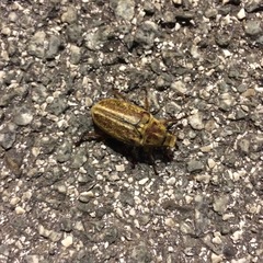 Anoxia australis