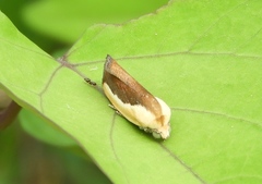 Ponometia exigua