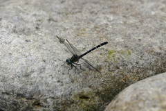 Stylogomphus sigmastylus