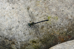 Stylogomphus sigmastylus