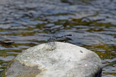 Stylogomphus sigmastylus