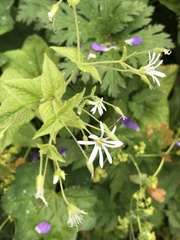 Stellaria nemorum
