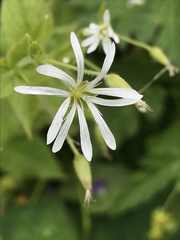 Stellaria nemorum
