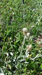 Antennaria carpatica