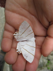 Ourapteryx maculicaudaria