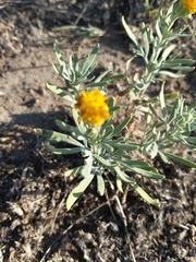 Picradeniopsis oppositifolia